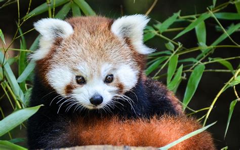 adopter panda roux|Combien coûte un panda roux